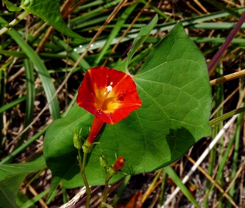 {Ipomoea coccinea}